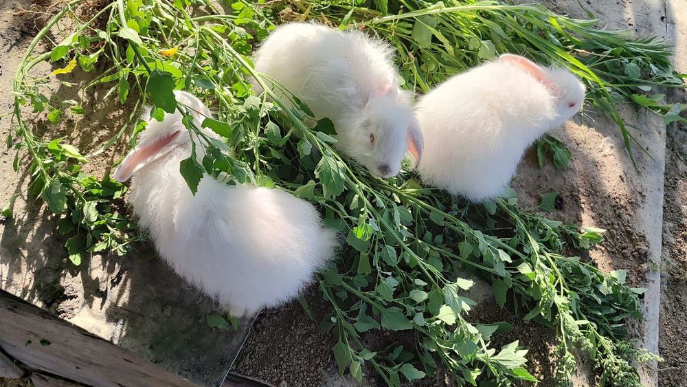 Продаются крольчата