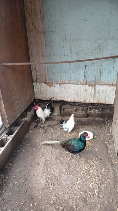 продам карликавых кур порода шабо