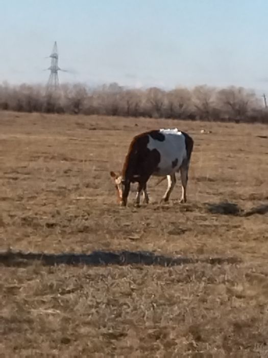1 жасар таинша( телеа) сатылады