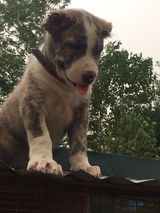 alabay bolasi sotiladi