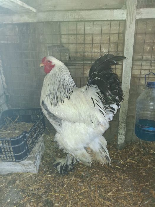 Gaini diferite rase, cocosi albi,cocosi Brahma,oua