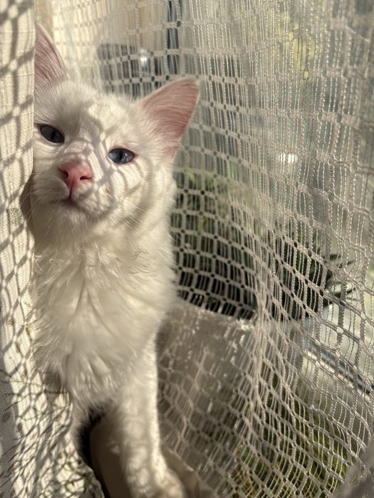 Кот в хорошие руки