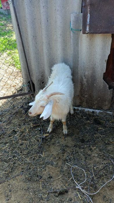 Продаются молочные козы и козлята