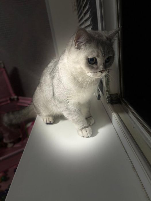 Британский кот , 6 месяцев