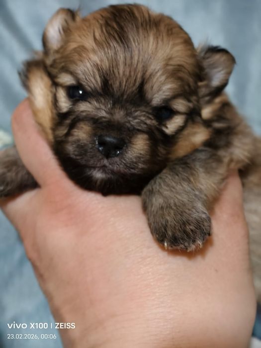 Очаровательные щенки шпица.