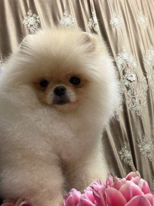 Щенки померанского шпица