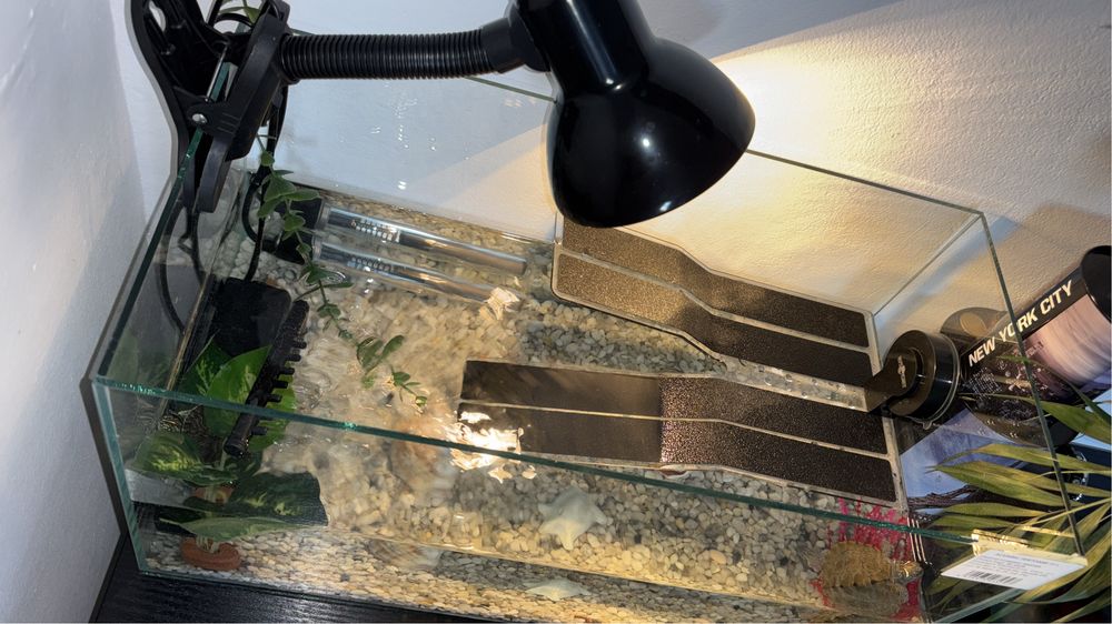 Acvariu broaste testoase/pesti