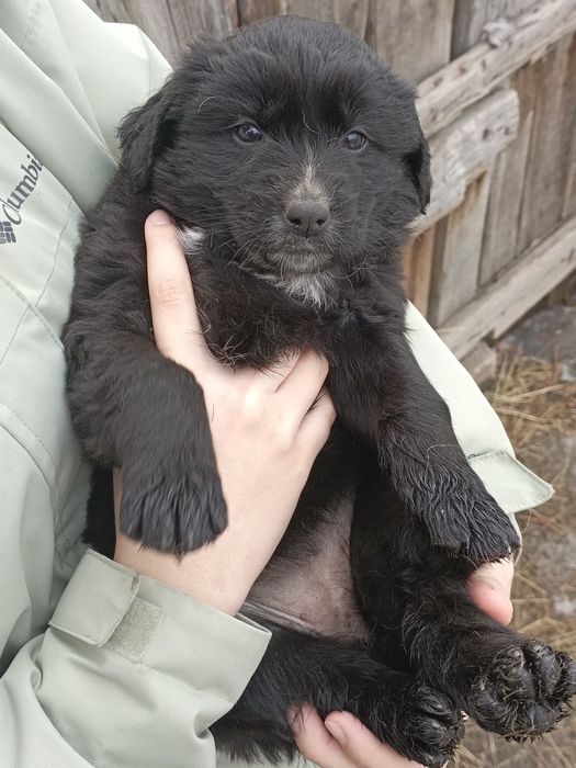 Щенок девочка! Бесплатно! Срочно!