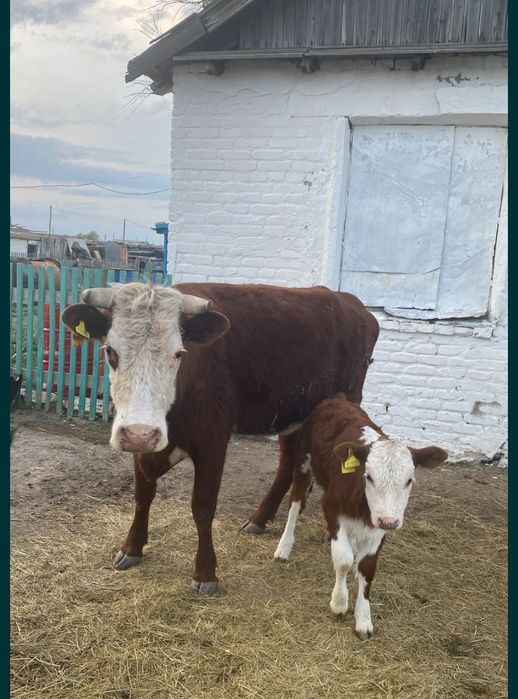 Продам корову с теленком