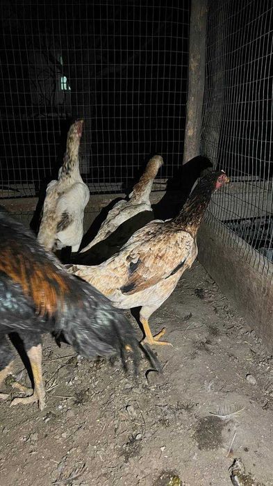 turk mokinlar.dakan tovuq/kulangi tovuqlar