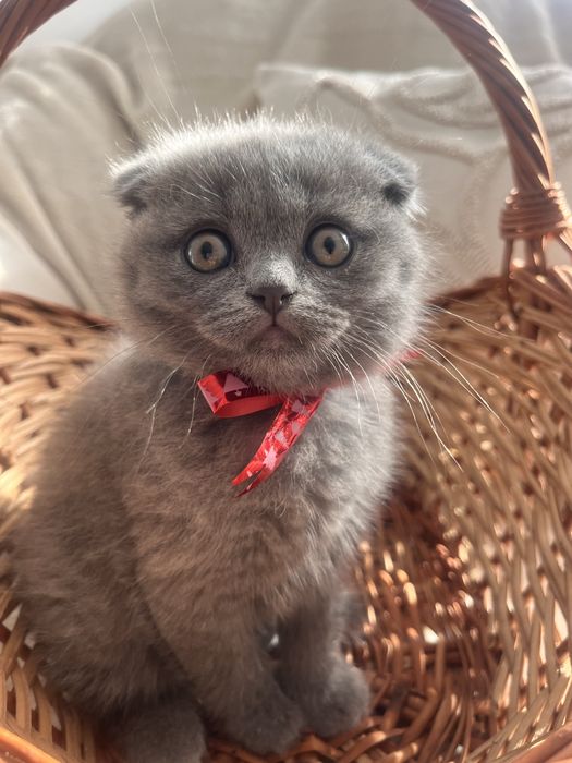 Motanel Scottish Fold