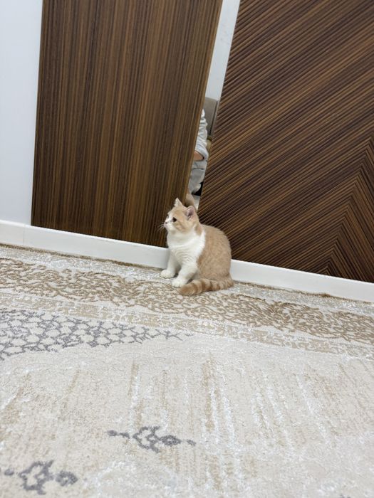 Котёнок (мальчик)