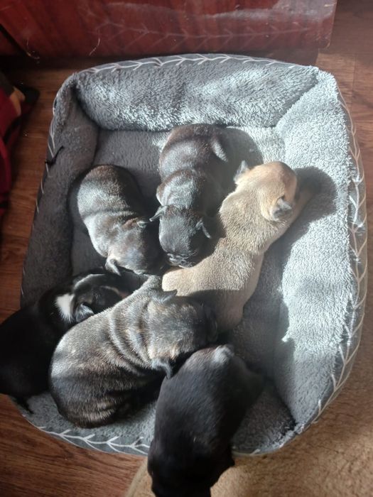 Щенки французкого бульдога