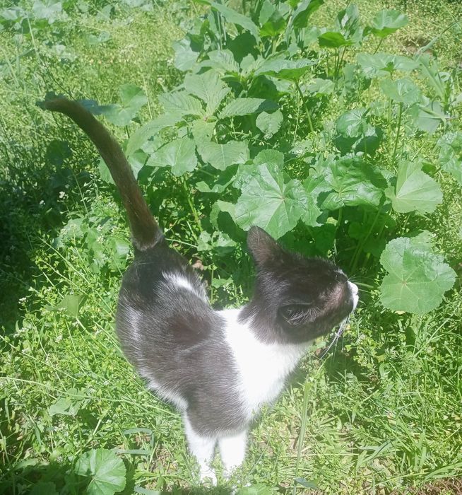 Котёнок в добрые руки