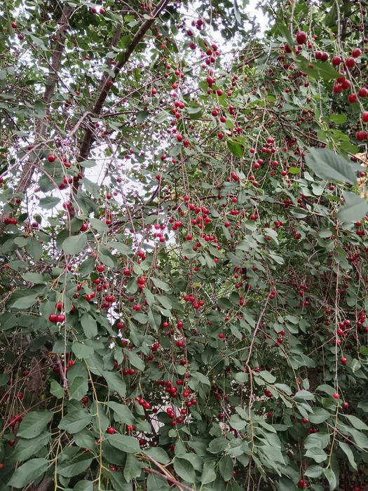 Вишня 1 литр 500 тенге