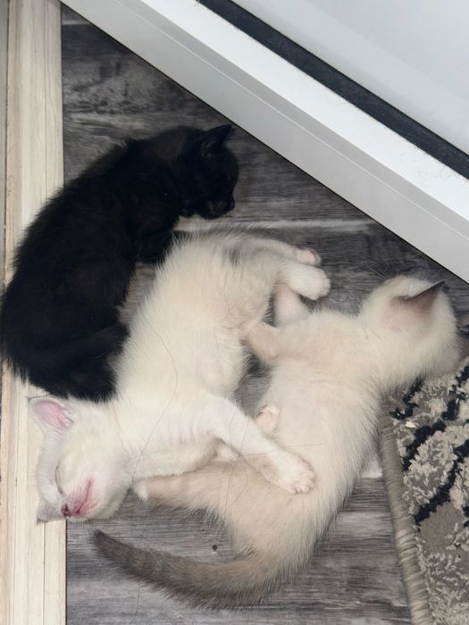 Отдаю котят в добрые и надежные руки
