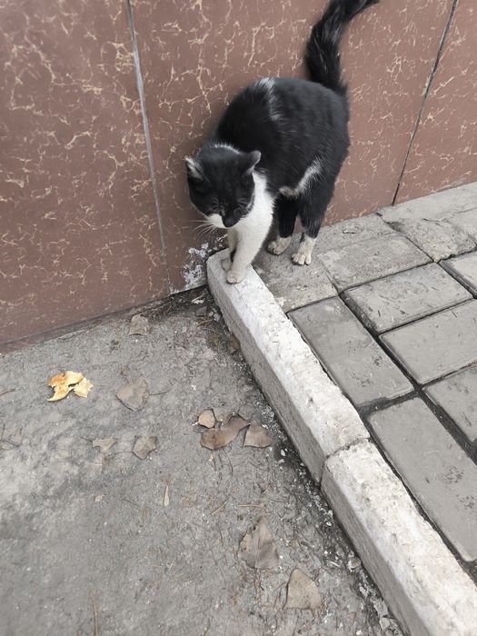 Найден кот или кошка!