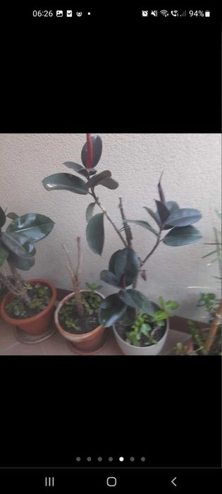 Planta natural ficus