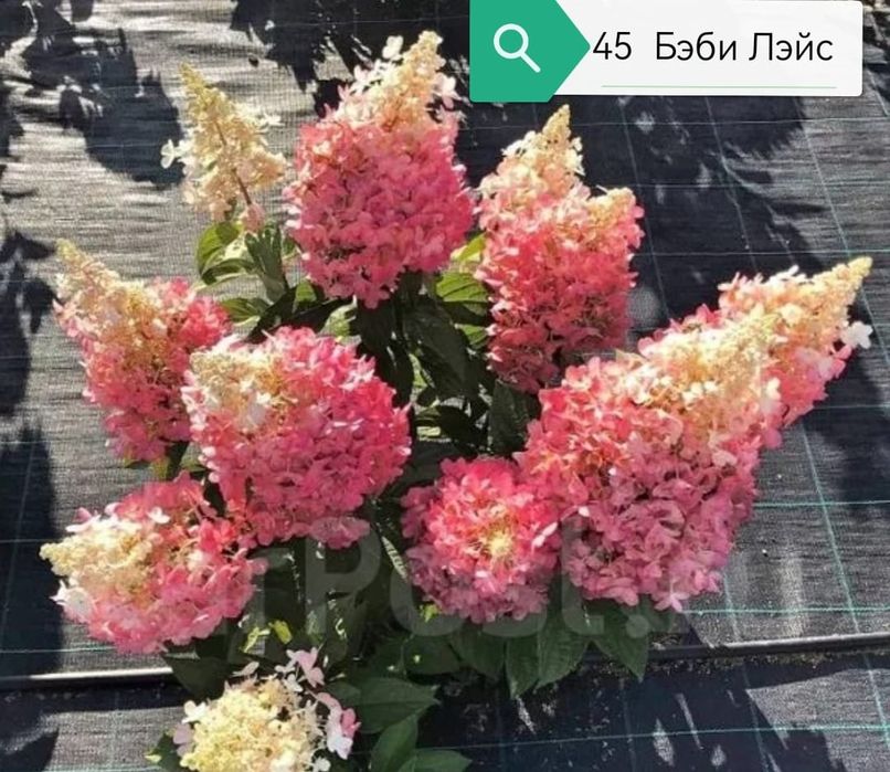 Продам гортензии