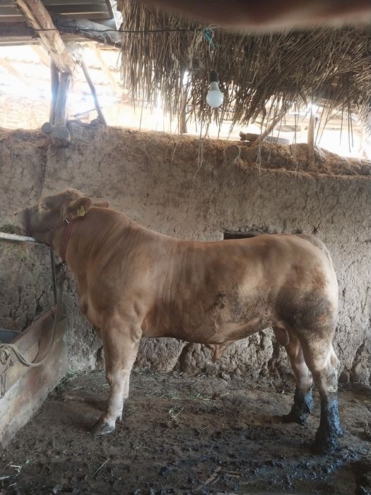 Limuzin buqa sotiladi