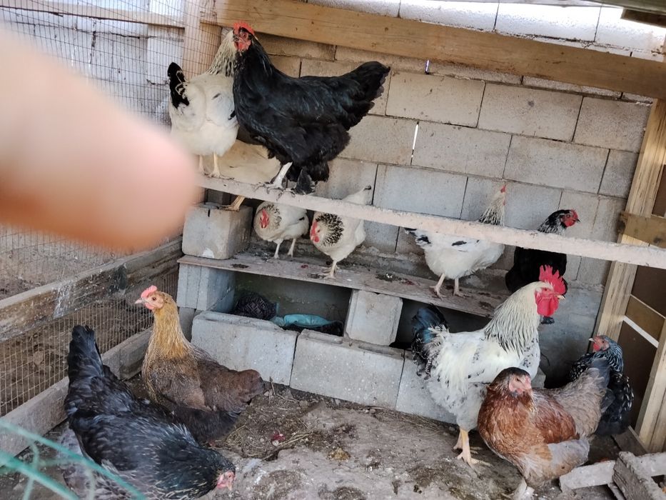 Продам курей разные пород