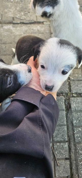 Подаряват се малки, сладки кученца, които са родени на 21 ноември.