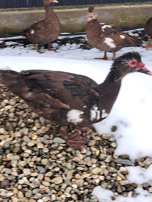 vând rațe leșești