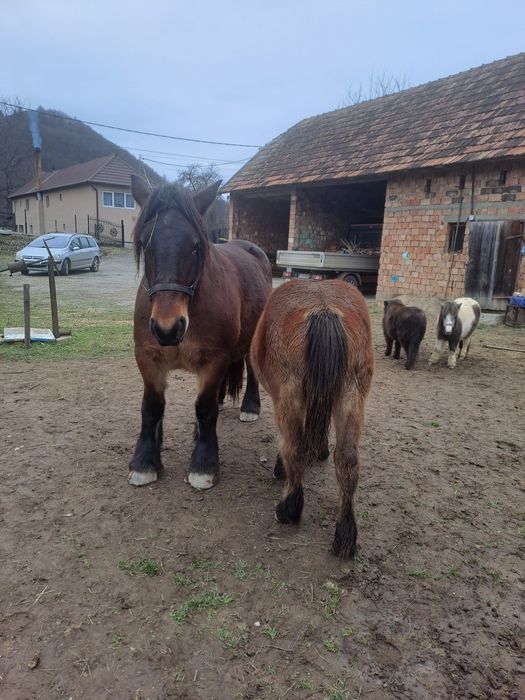 Manza ardeneza 6 luni