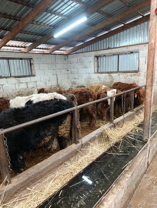 Продаются бычки подсосы