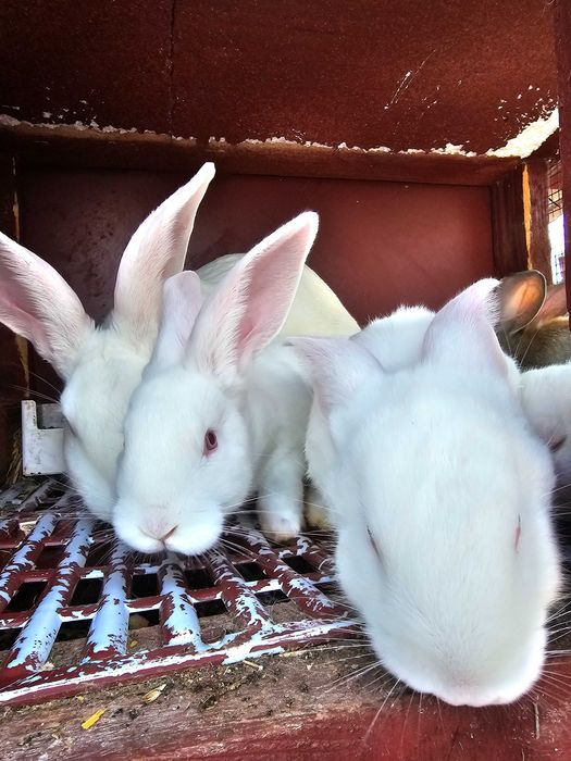 Iepurași de vanzare