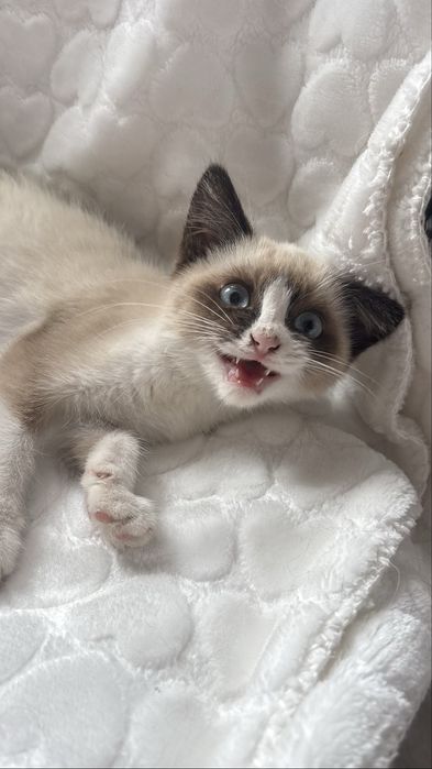 Котенок девчока ищет дом