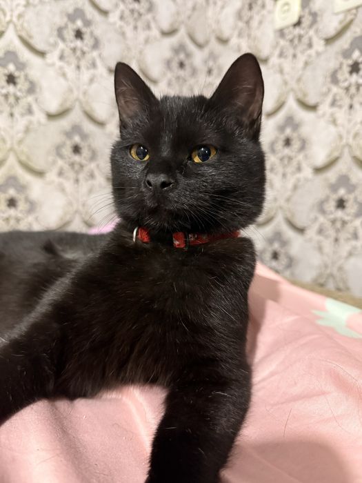 Отдам кота! Срочно