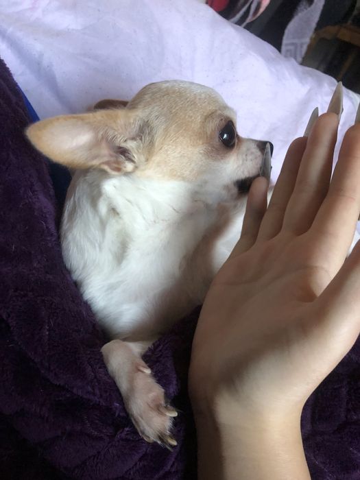 Девочка чихуахуа, 4 года