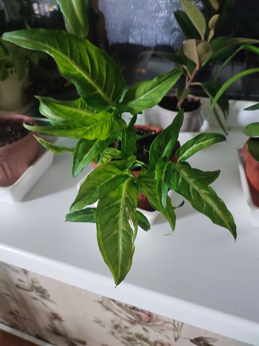 Продам комнатные цветы