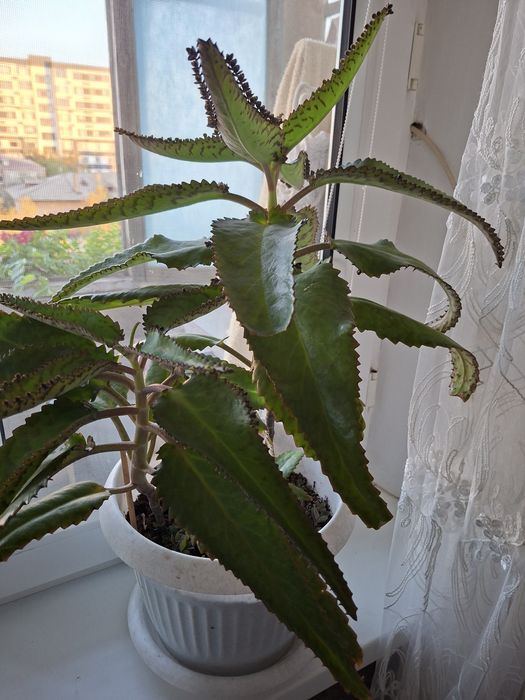 Каланхое-лечебный