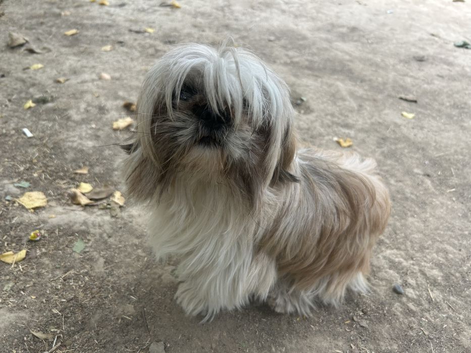 ши-тцу вязка, девочка