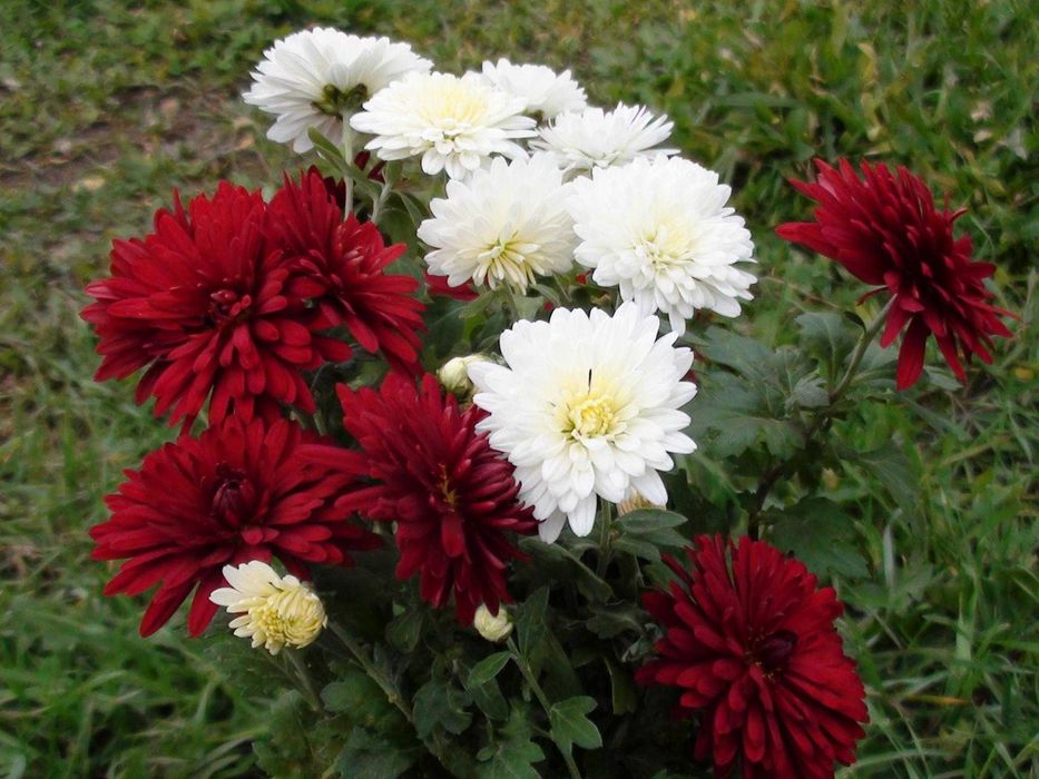 цветы хризантемы и флоксы