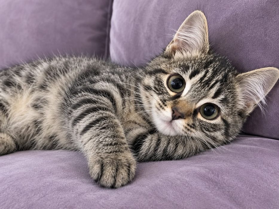 Котята бесплатно