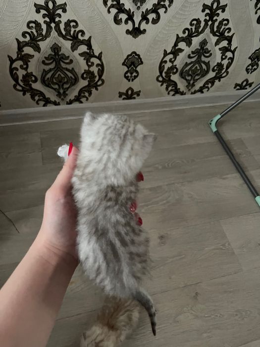 Продаются Британские котята