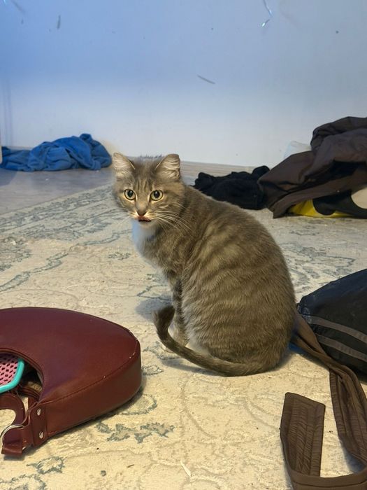 Отдаем кошечку в хорошие руки.