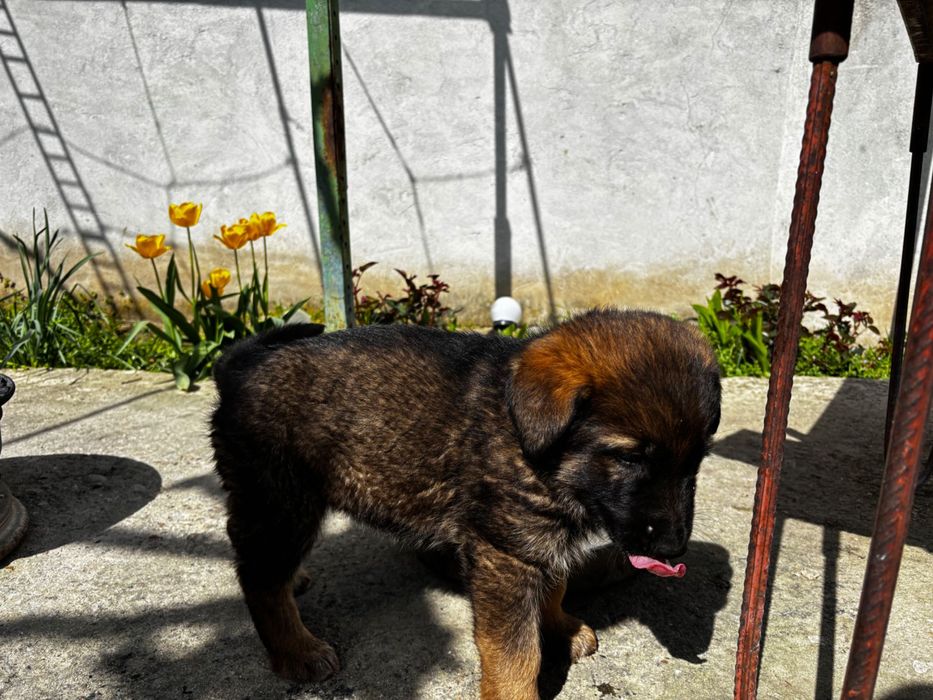 Чистокръвни немски овчарки