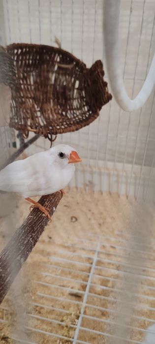 Продам амадинов с клеткой