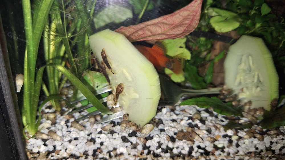 Pachet pești + plante + melci, la doar 100 de lei