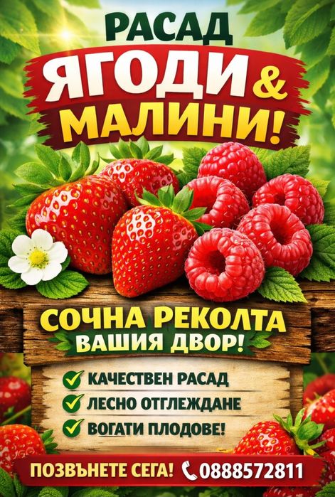 !!ВНИМАНИЕ!! Продавам Расад Ягоди и Малини