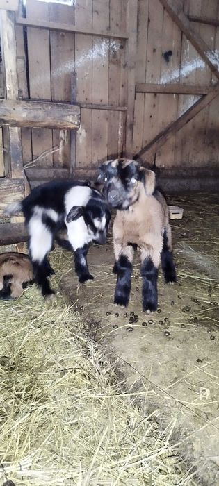 Iezi sugari de vanzare