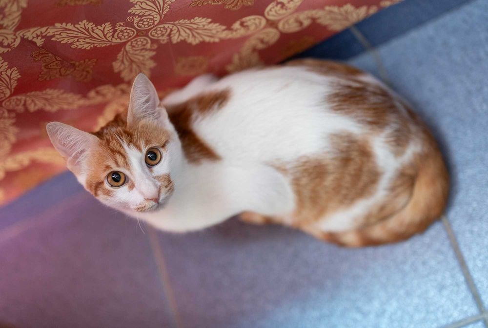 Мъжко коте на 6 месеца търси дом