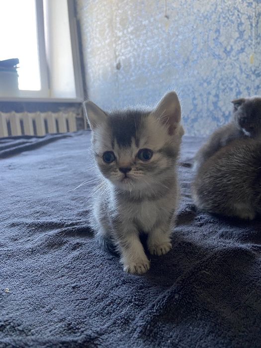 Продаются котята шотландской породы