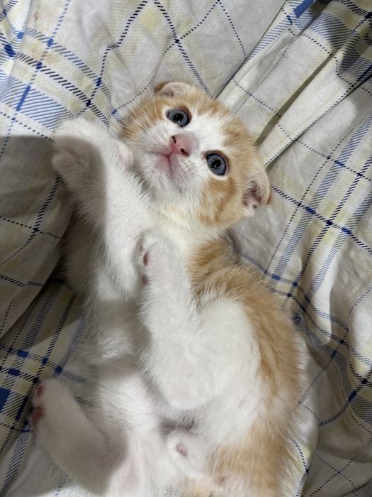 милые котята ищут дом