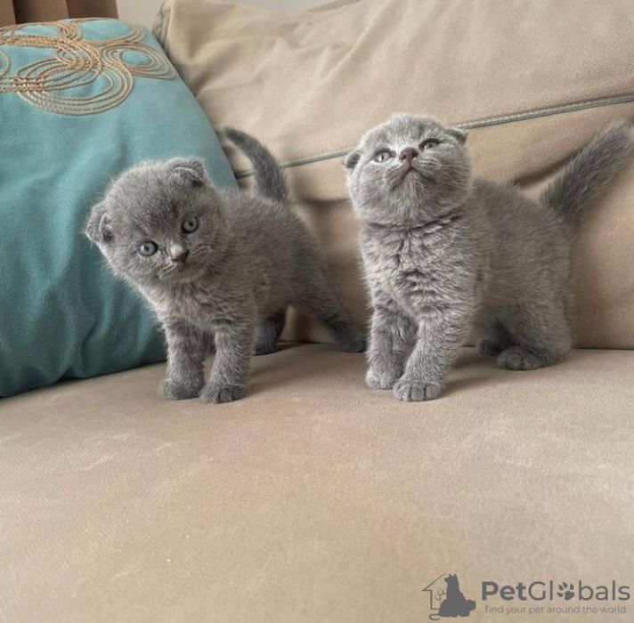 Шотландские фолдики