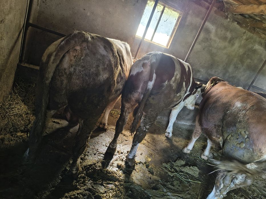 Taurii bălțată românească
